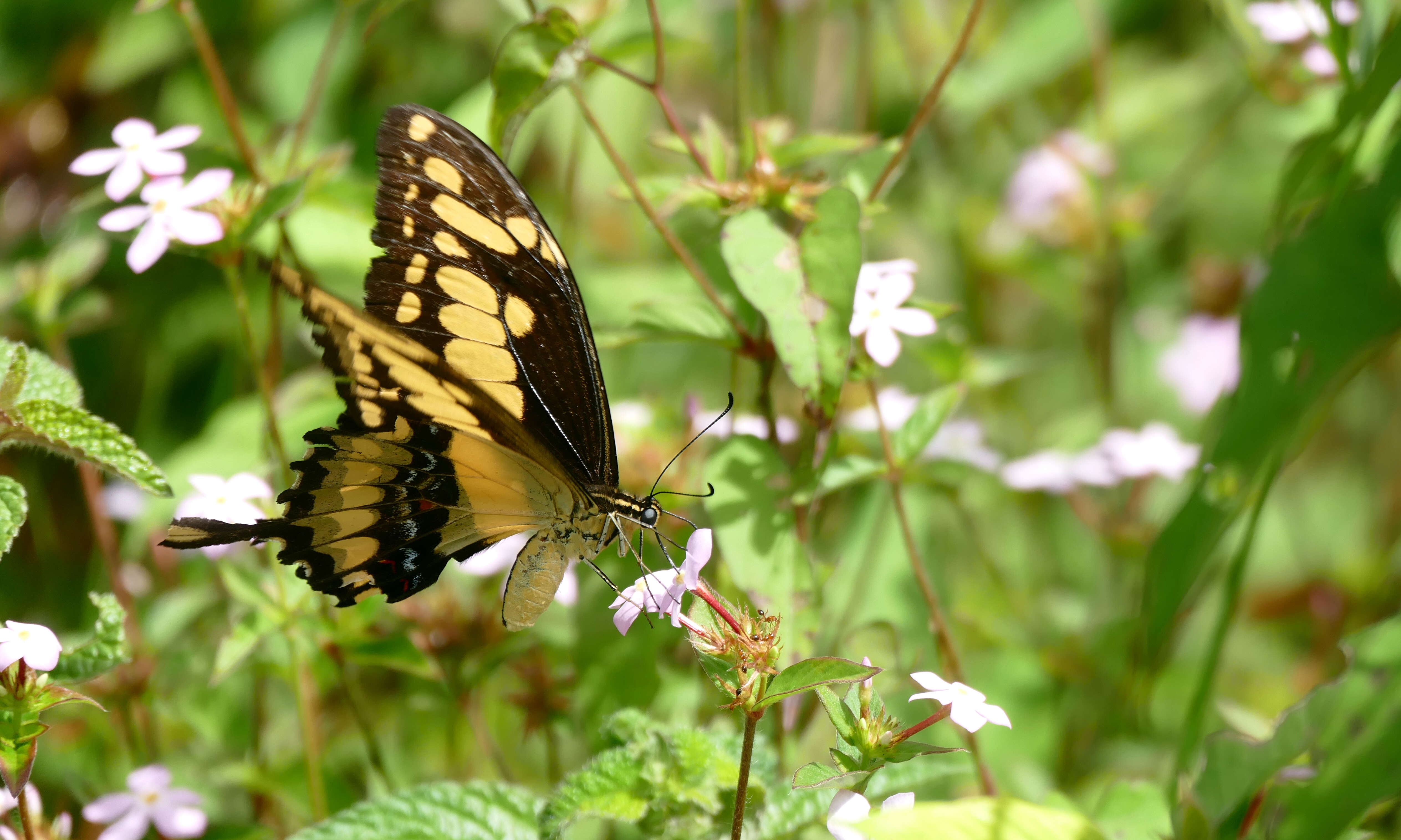 Sivun Papilio thoas Linnaeus 1771 kuva