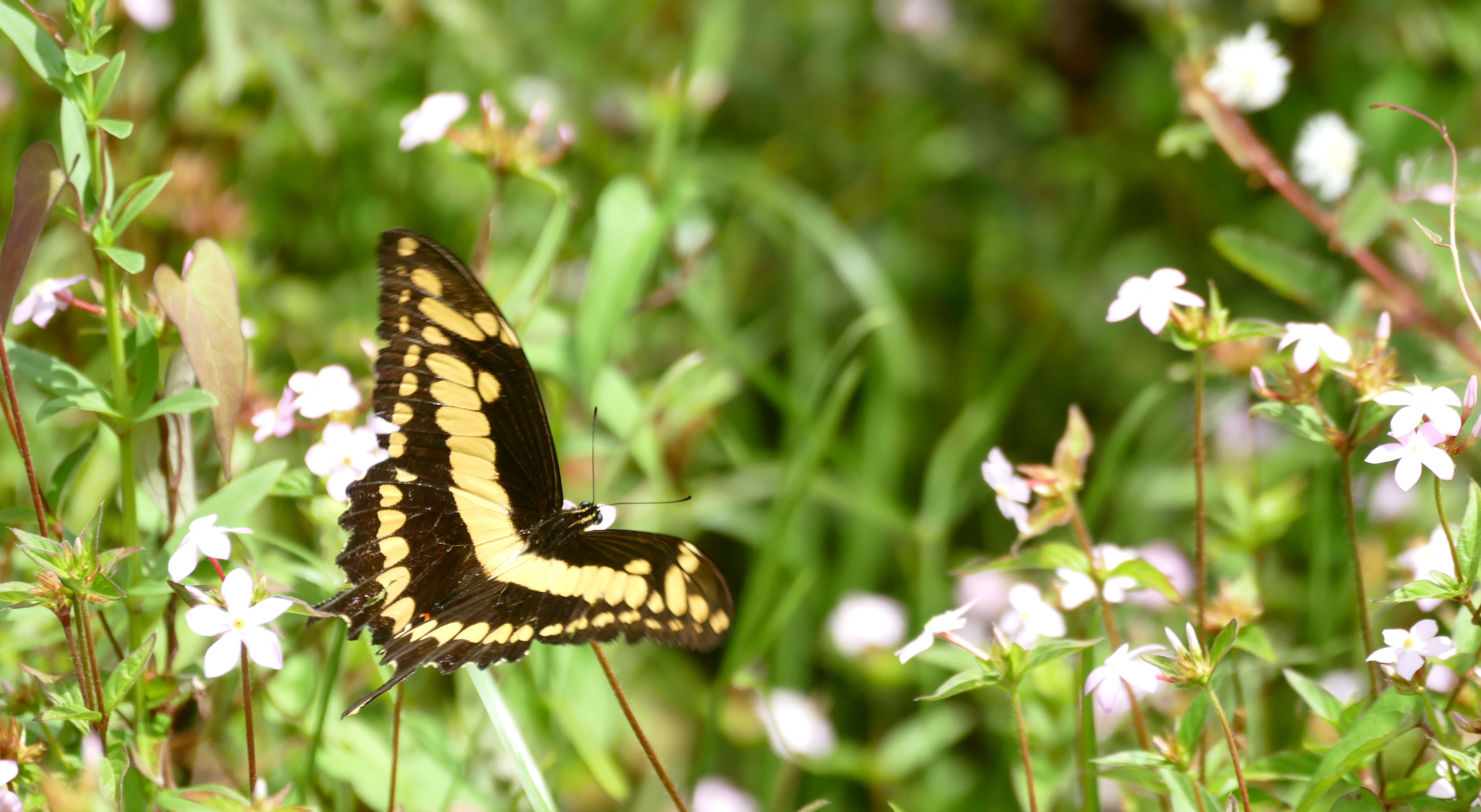 Image of Thoas Swallowtail