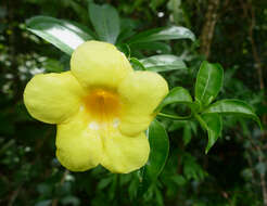 Image of bush allamanda