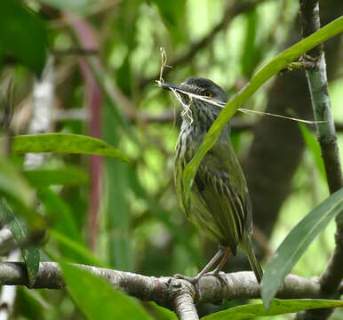 Image of Spotted Tody-Flycatcher