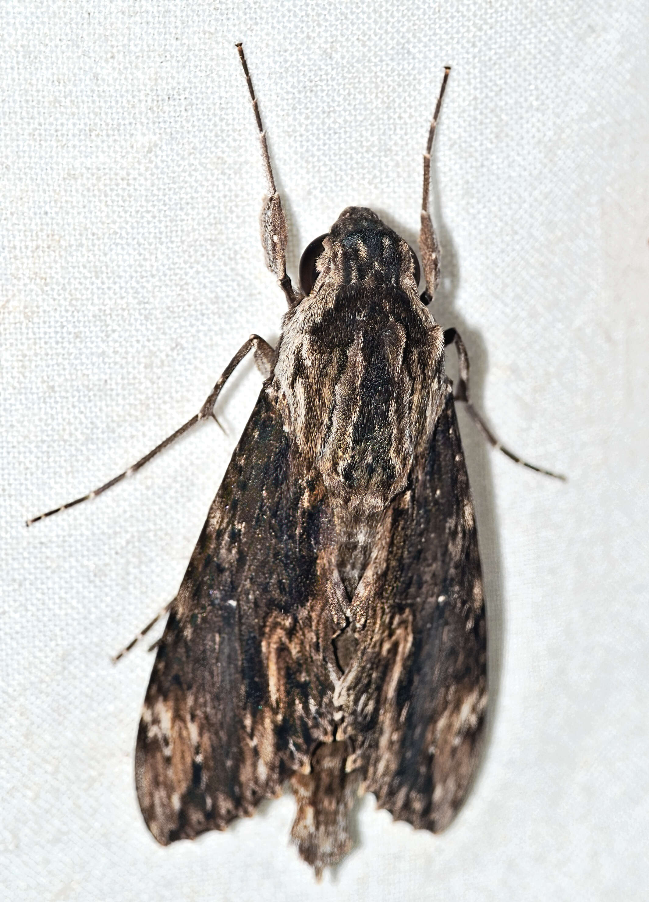 Слика од Isognathus scyron (Cramer 1780)