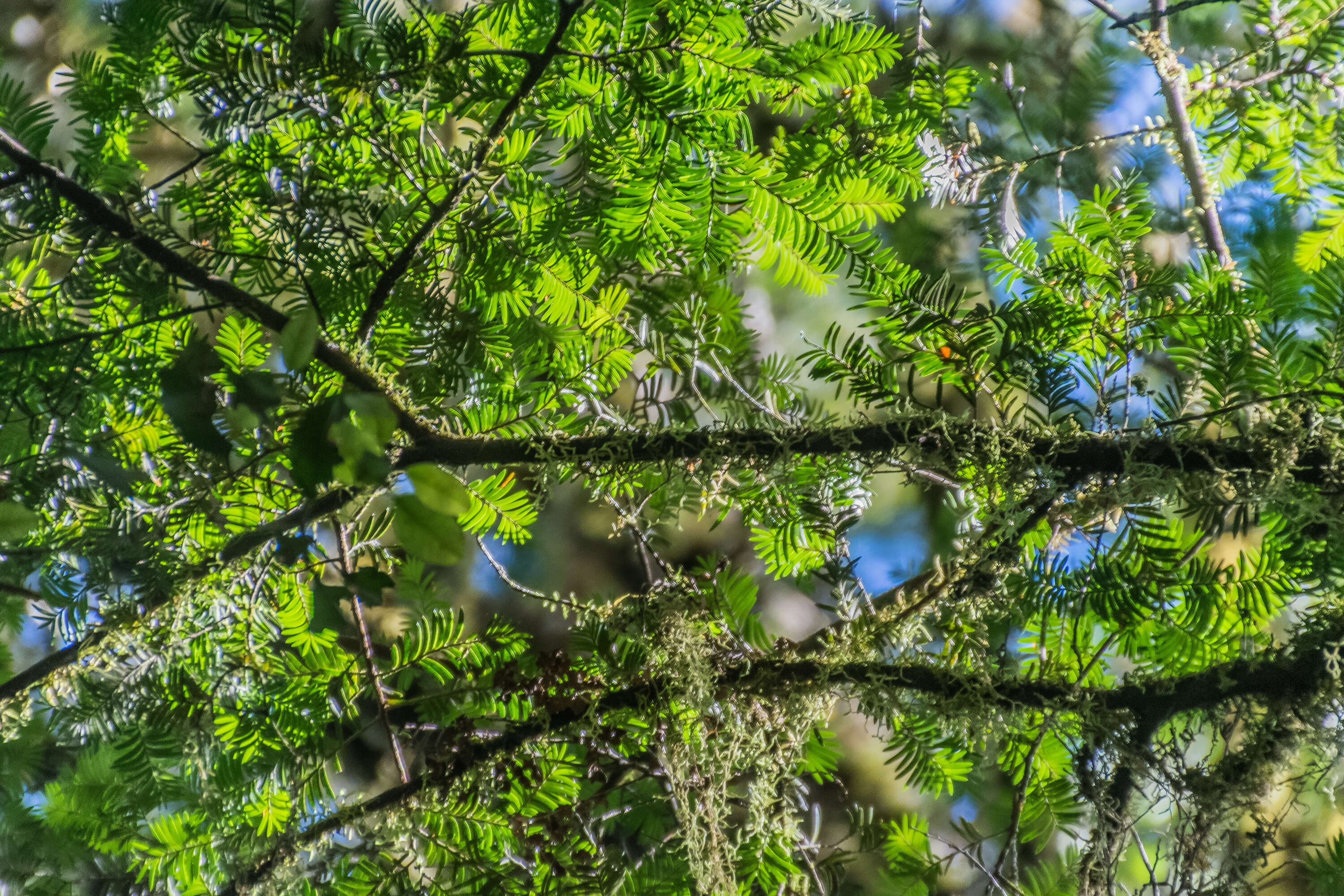 Image of Brown Pine