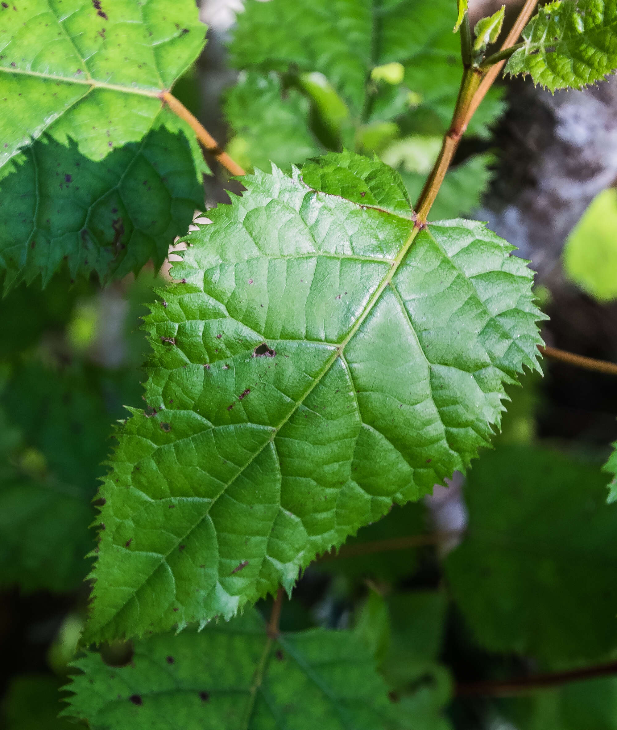 Image of wineberry