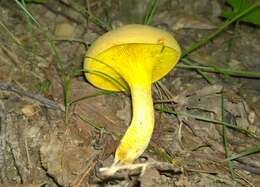 Image of Phylloporus rhodoxanthus (Schwein.) Bres. 1900