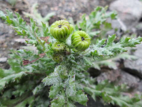 Image of eastern groundsel