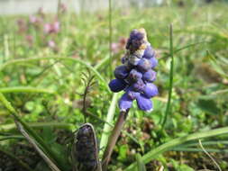 Imagem de Muscari armeniacum H. J. Veitch