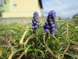 Imagem de Muscari armeniacum H. J. Veitch