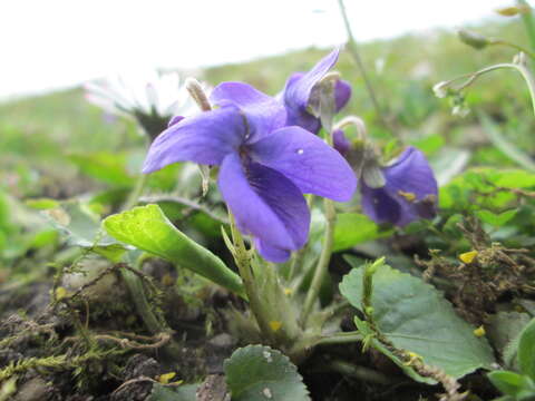 Image of sweet violet