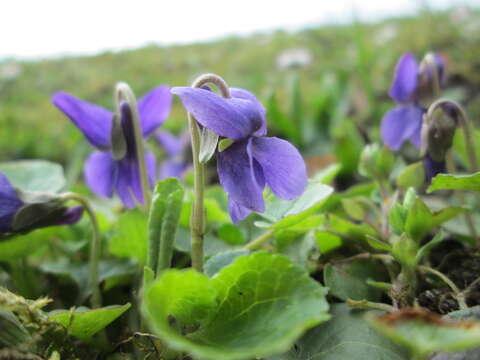 Image of sweet violet