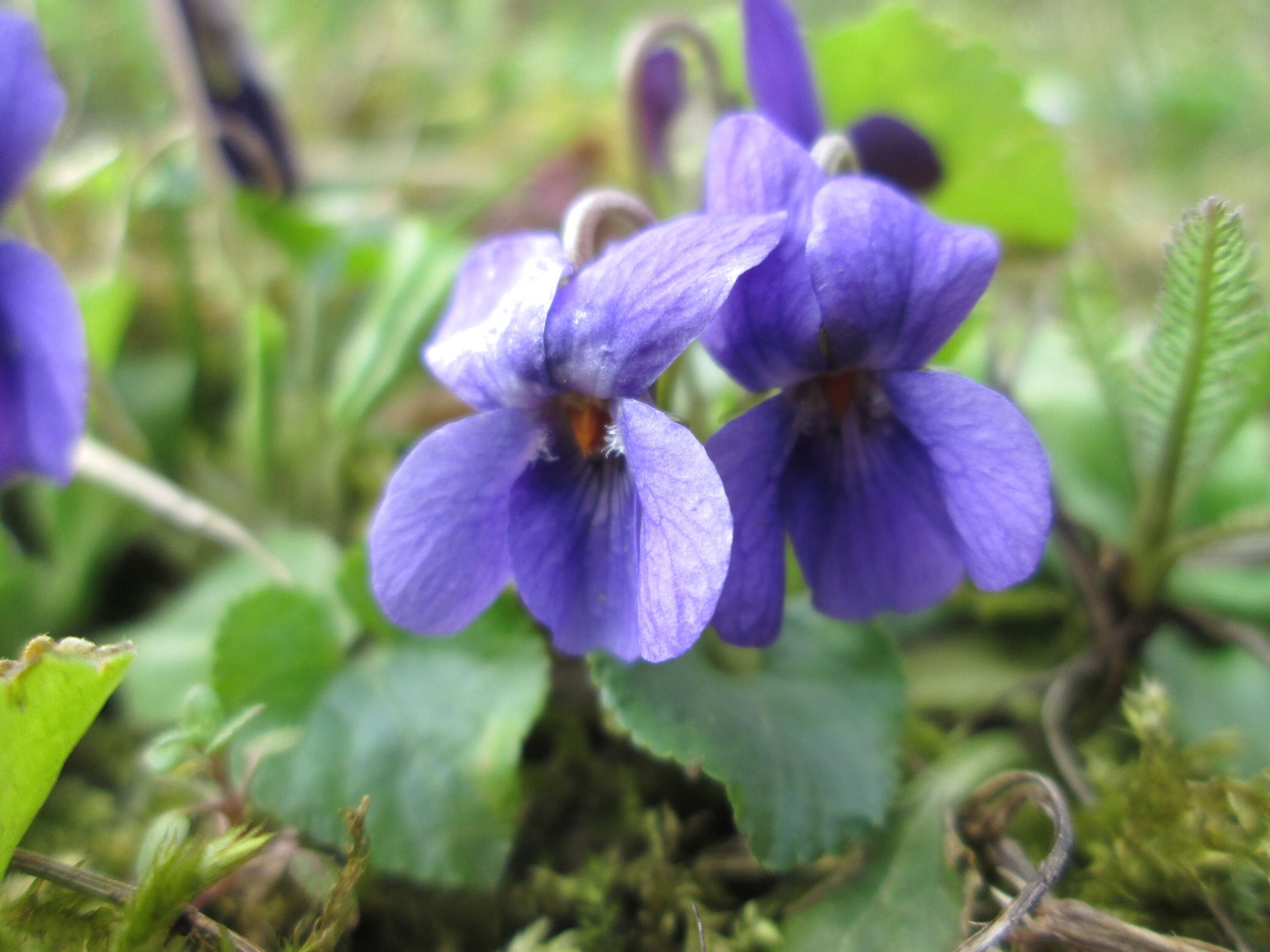 Image of sweet violet