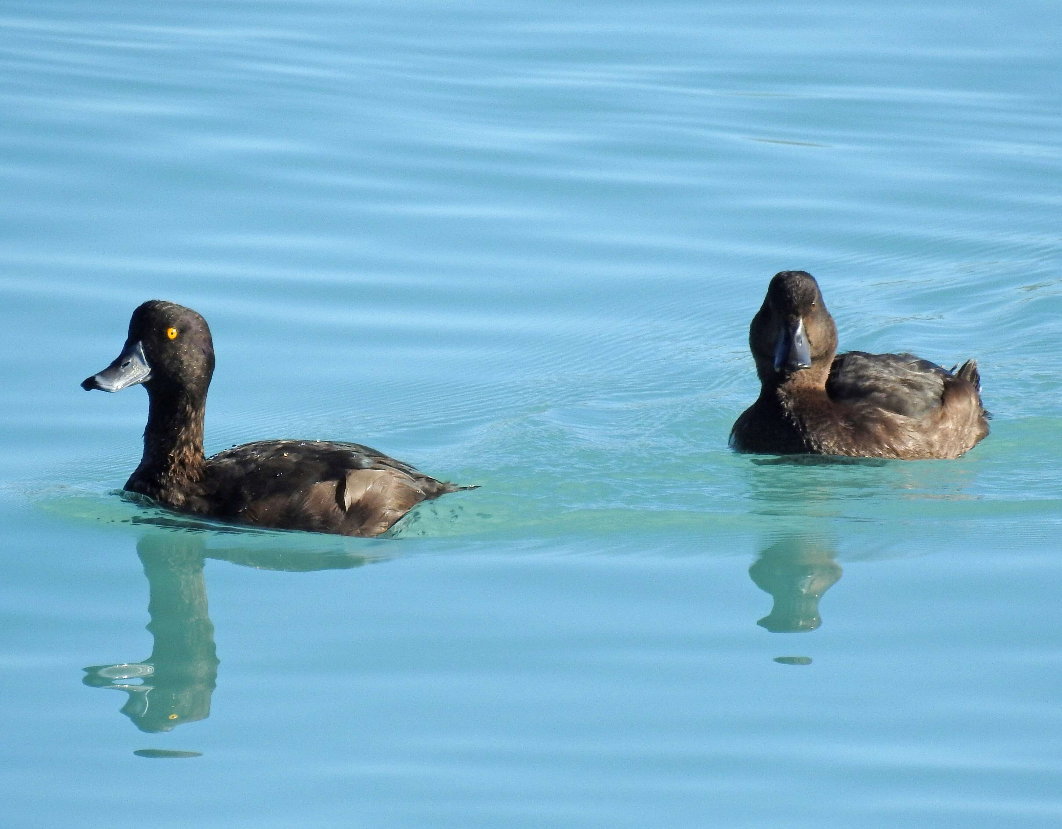 Image of New Zealand Scaup