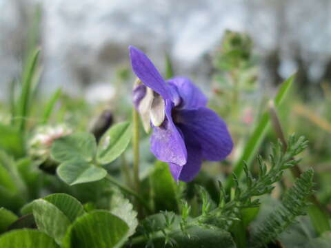 Image of sweet violet