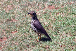 Image of Spotted Ground Thrush