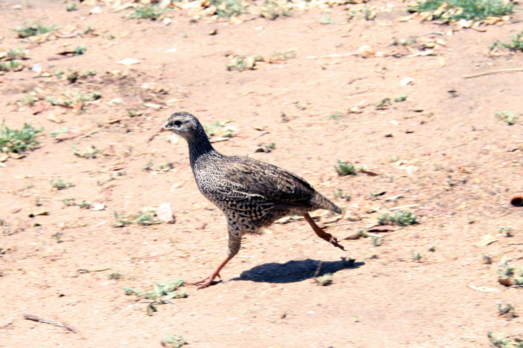 Image of Natal Francolin