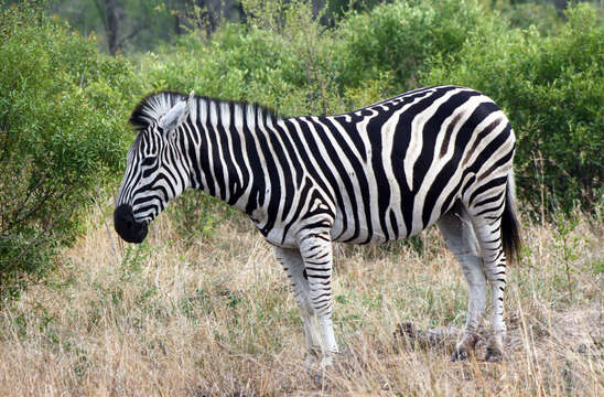 Image of Burchell's zebra