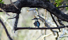 Image of Striped Kingfisher