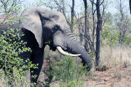 Image of African elephant