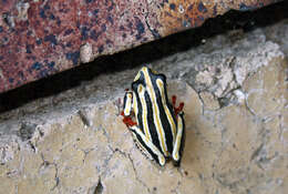 Image of Common Reed Frog