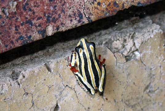 Image of Common Reed Frog