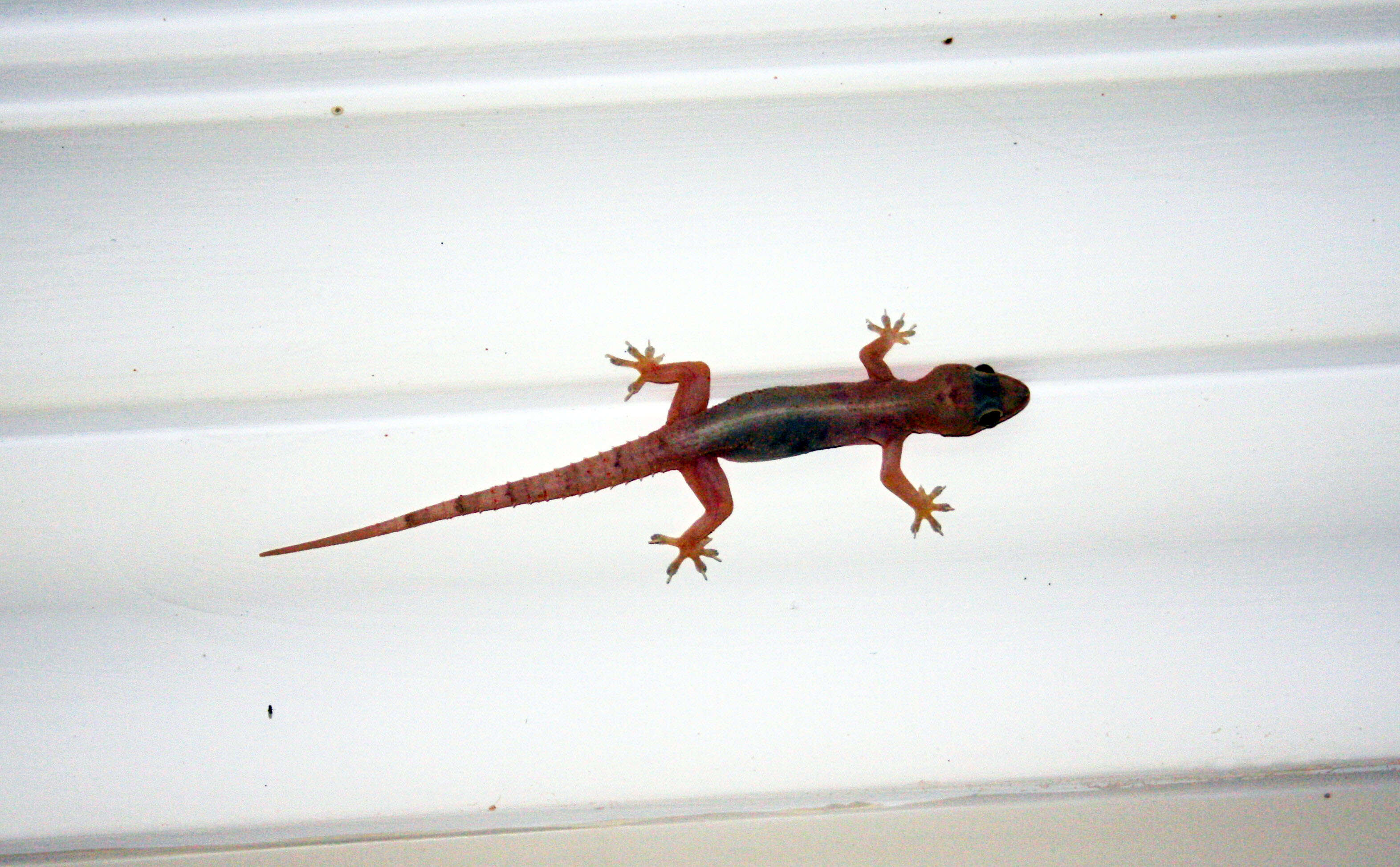 Image of Common House Gecko