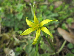 Image of field star-of-bethlehem