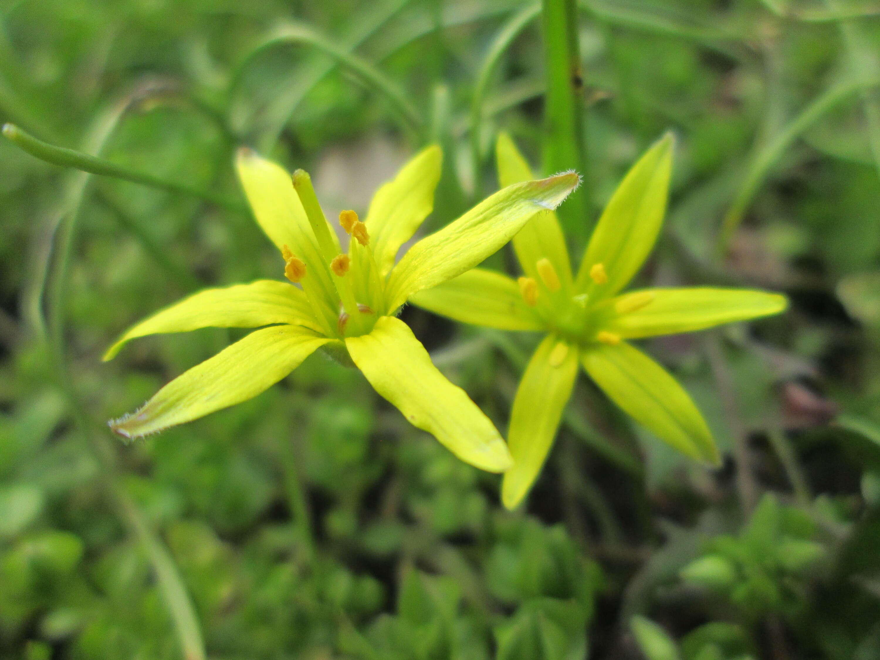 Image of field star-of-bethlehem