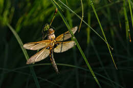 Image of eurasian baskettail