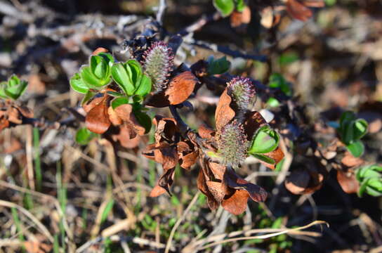 Image of tealeaf willow