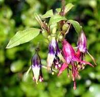 Imagem de Fuchsia excorticata (J. R. & G. Forst.) L. fil.