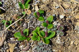 Image of netleaf willow