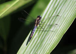 Image of Orthetrum luzonicum (Brauer 1868)