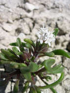 Image of Cusick's pincushion