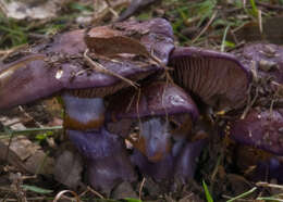 Image of Cortinarius archeri