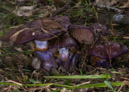 Imagem de Cortinarius archeri