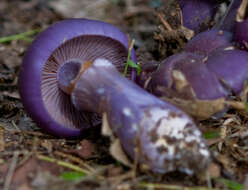 Image of Cortinarius archeri