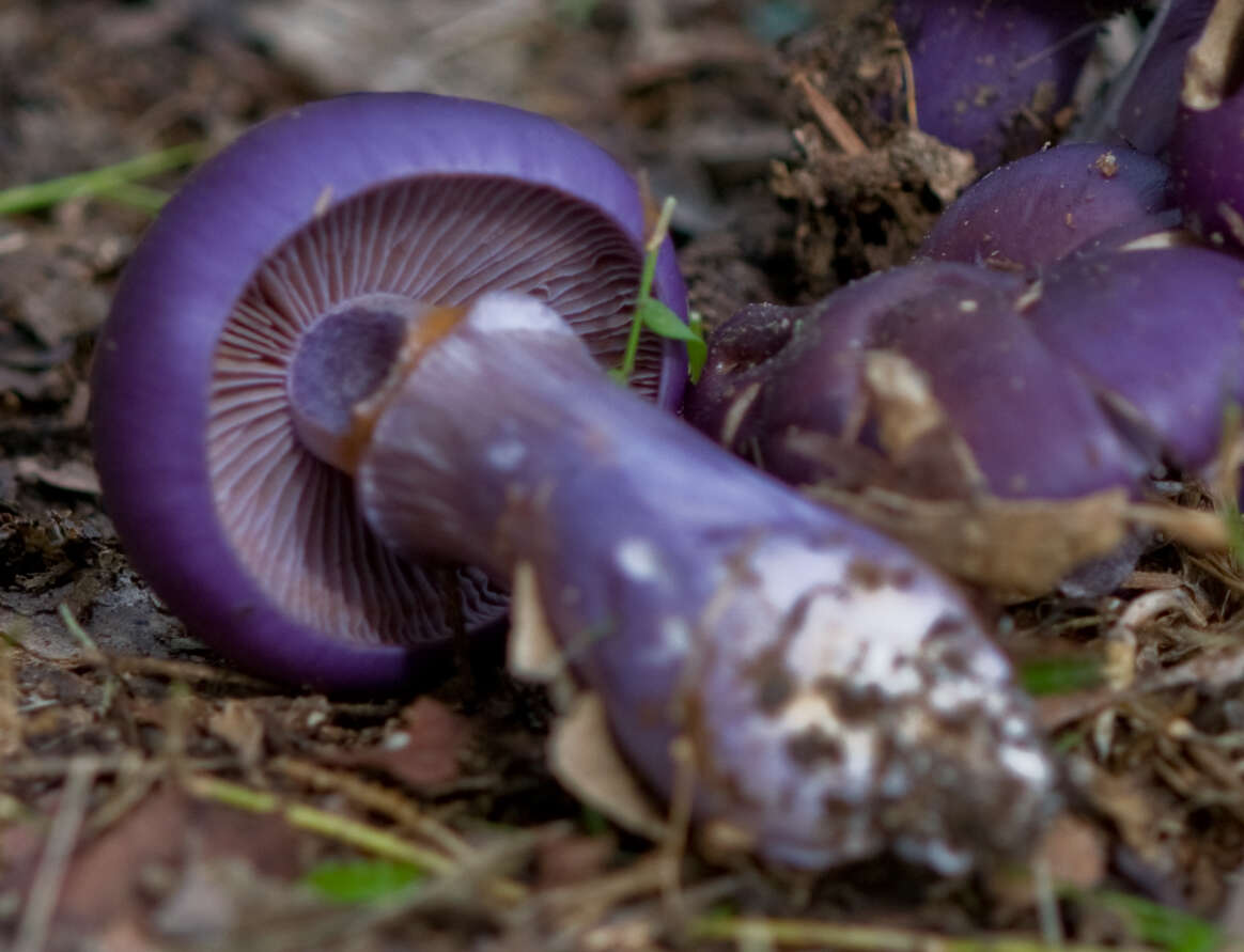 Image of Cortinarius archeri