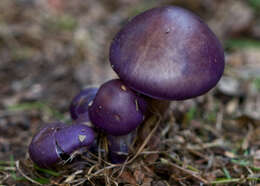 Image of Cortinarius archeri