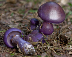 Imagem de Cortinarius archeri