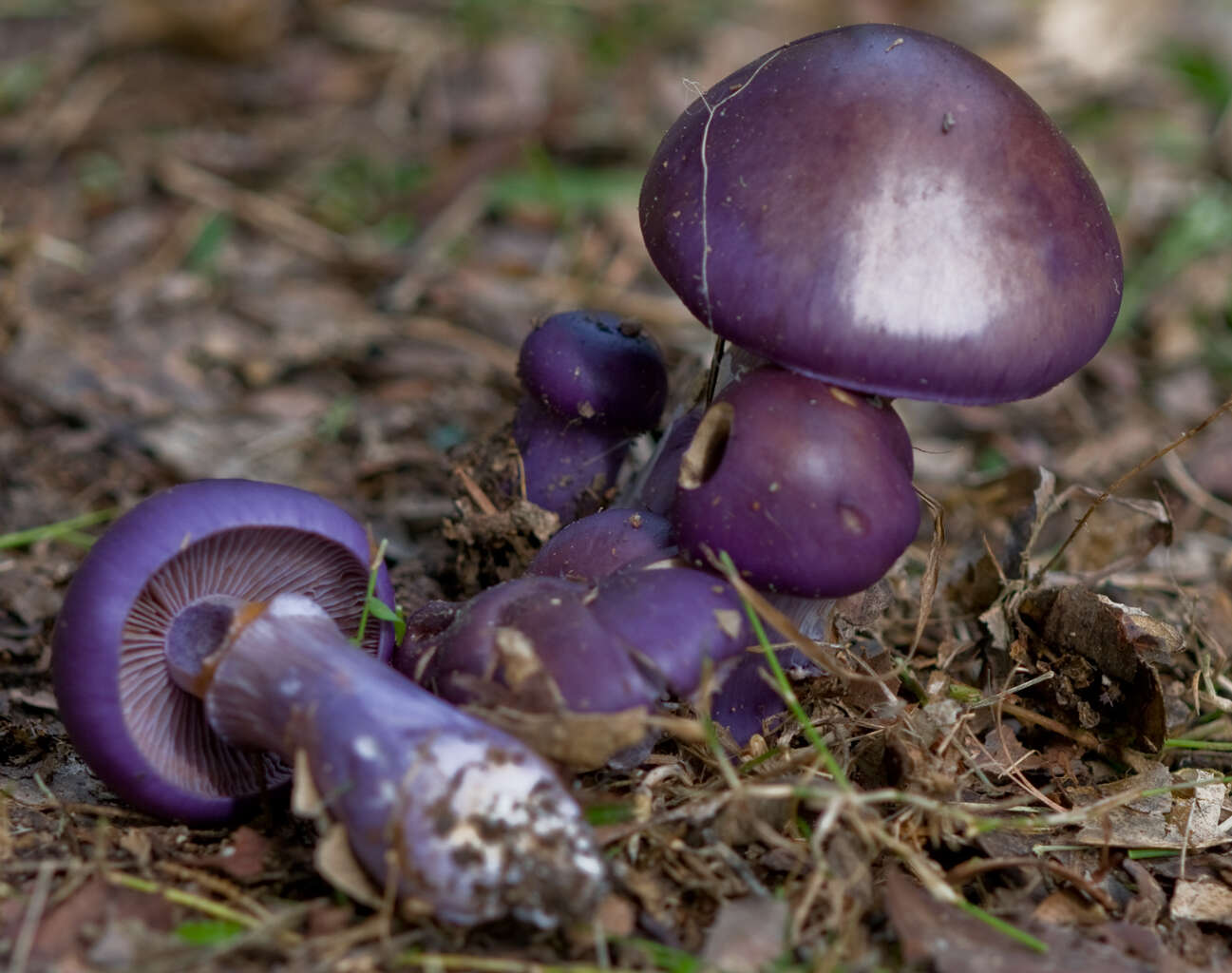 Image of Cortinarius archeri