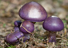 Image of Cortinarius archeri