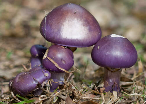 Imagem de Cortinarius archeri