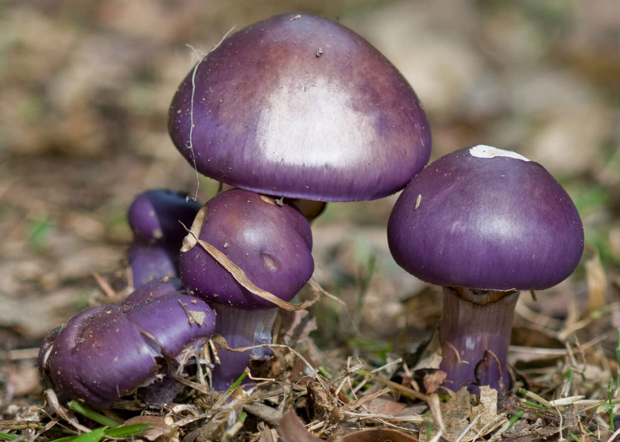 Image of Cortinarius archeri