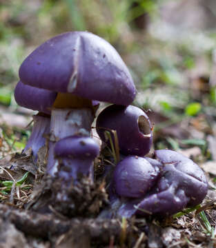 Imagem de Cortinarius archeri