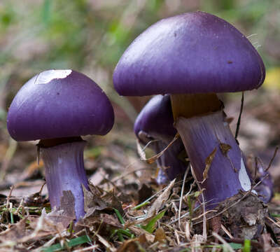 Imagem de Cortinarius archeri