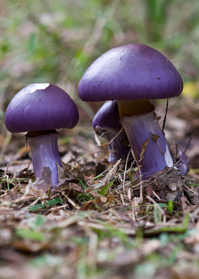 Imagem de Cortinarius archeri