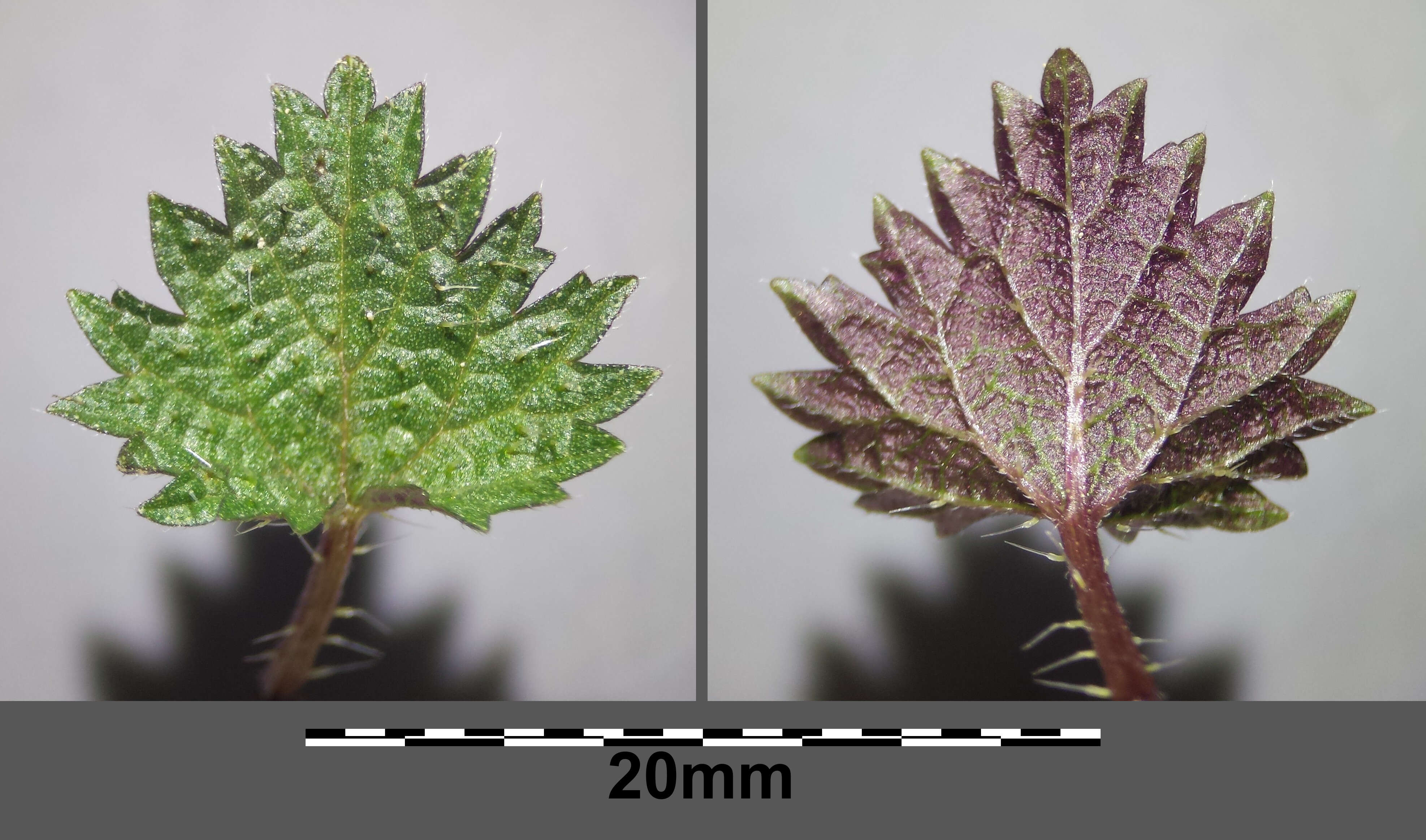 Image of Common Nettle