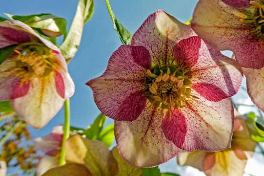 Image of lenten-rose