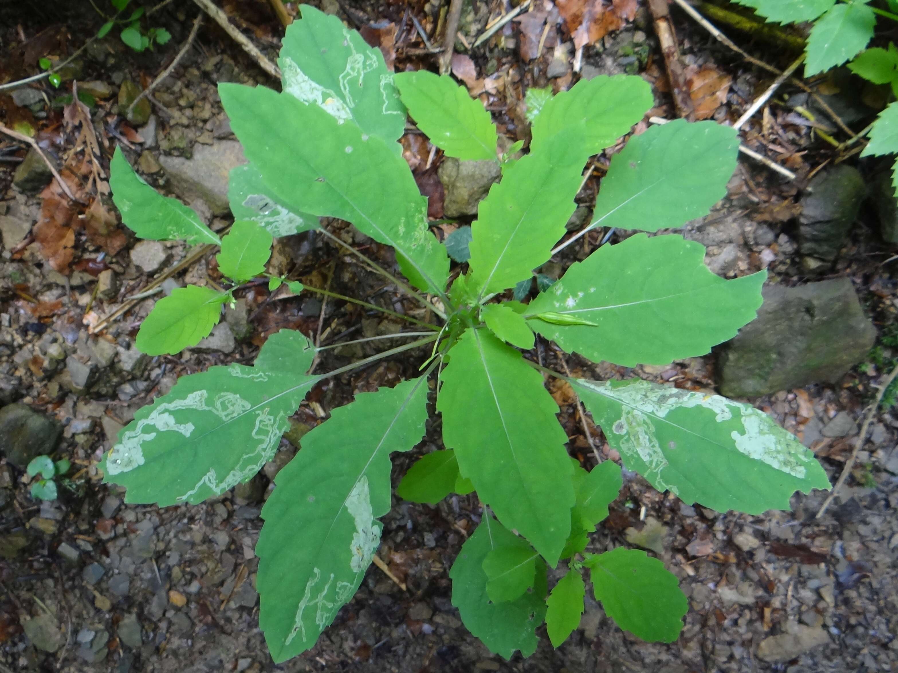 Image of Jewelweed