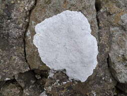 Image of White rim-lichen;   Rim Lichen
