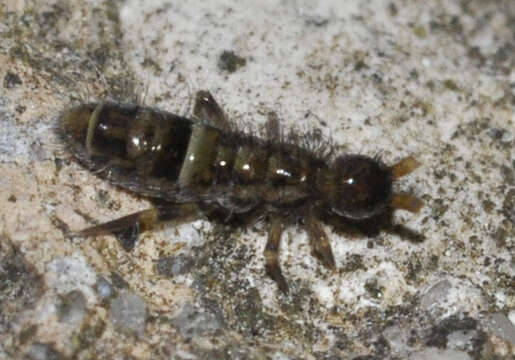 Image of hairy-back girdled springtail